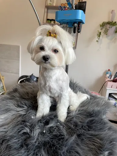 Tedi Groom, psi fryzjer, fryzjer dla psów i kotów.